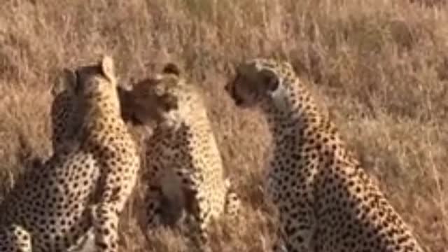 look how these cheetahs have fun before their hunt.