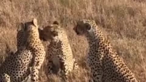 look how these cheetahs have fun before their hunt.