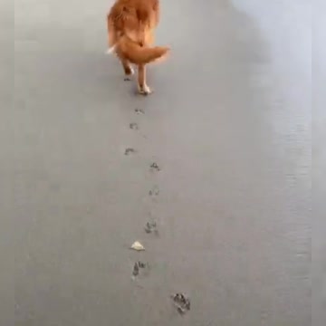 Funny Dog Videos - Try Not to Laugh - Happy Dog Video