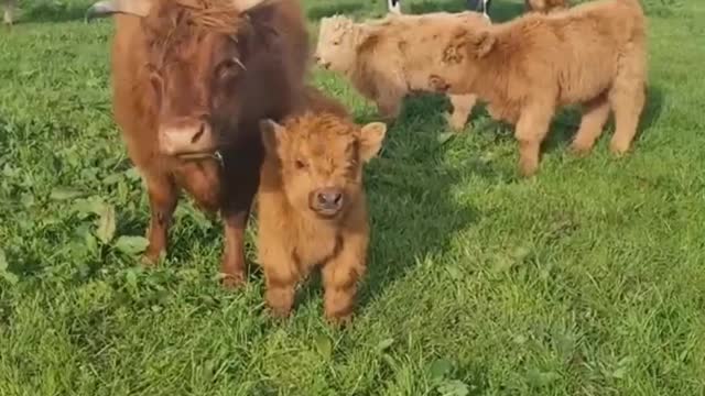 Highland Cow Runs For Treats And It's Too Adorable