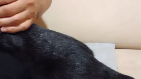 Cute black kitten being petted and watching TV