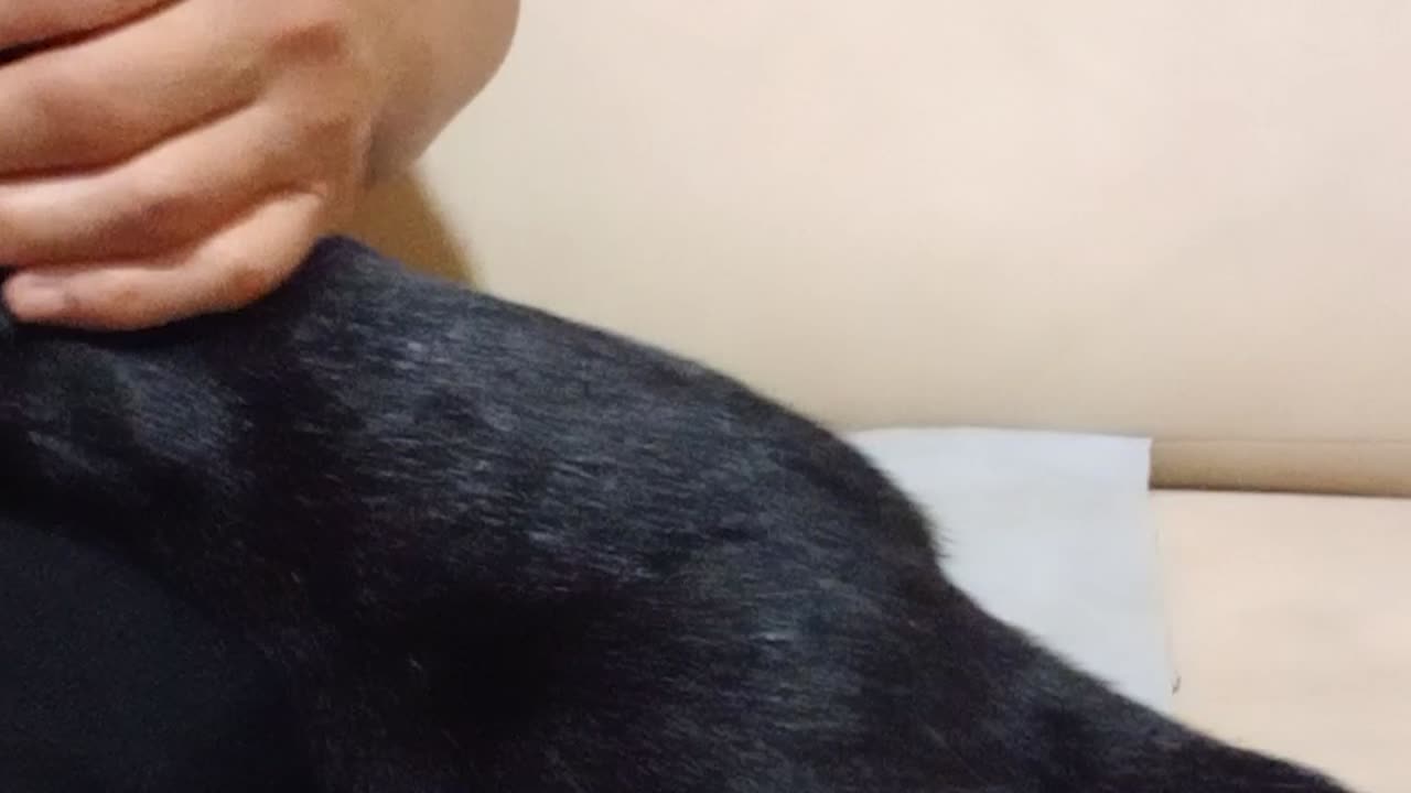 Cute black kitten being petted and watching TV