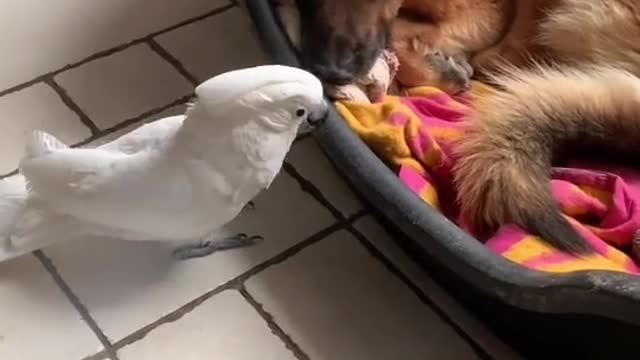 Oh my God parrot become a dog