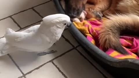 Oh my God parrot become a dog