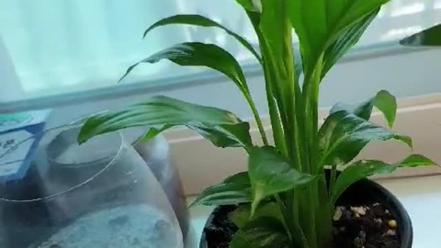 Spathiphyllum feeding