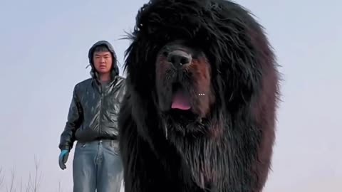 Tibetan Mastiff | Big Dogs