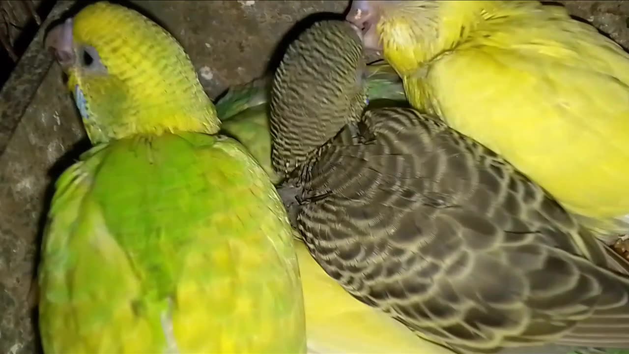 Viral birds funny video