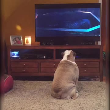 Bulldog Reacts To Scary Scene From 'IT' Movie