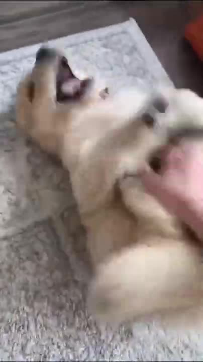 Cat Reaction to Cutting Cake - Funny Dog Cake Reaction Compilation | Pets Kingdom