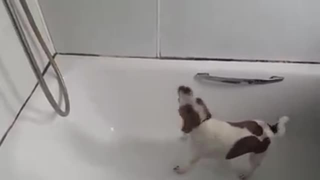 Dog Hilariously Tries To Eat Running Shower Water