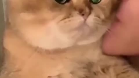 Mama kissing cute cat 🙀