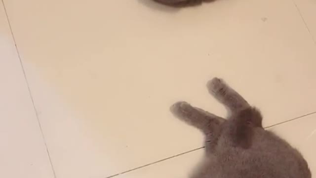 A cat has 9 lives but one heart