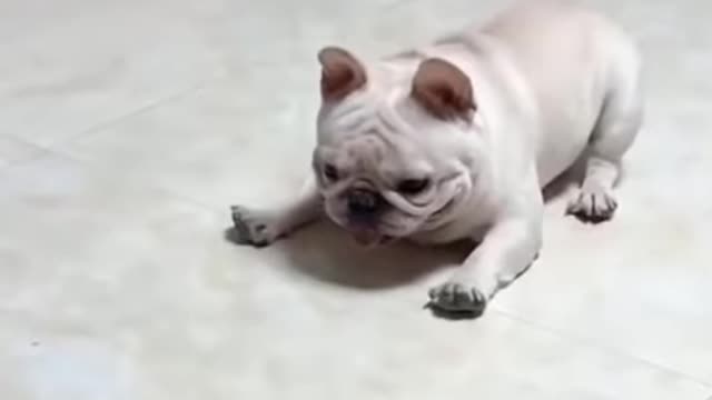 Funny dogs videos 🤣, how to scare a bulldog...