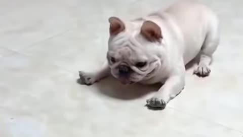 Funny dogs videos 🤣, how to scare a bulldog...