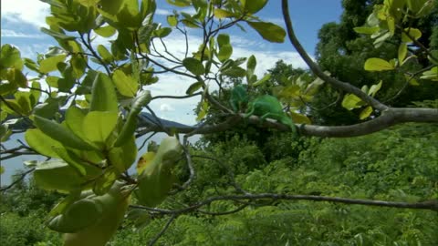 Chameleons Fight To Defend Their Territory | Madagascar | BBC Earth