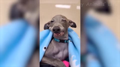 68 🐶 Dogs And 😹 Cats In Funniest Situations Funny Animal Videos 😂