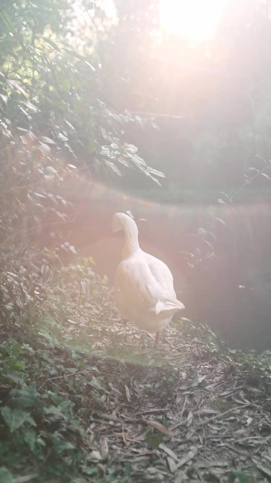 Slow motion duck