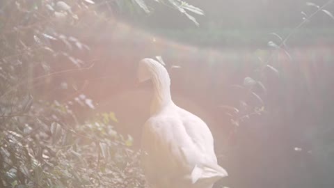 Slow motion duck