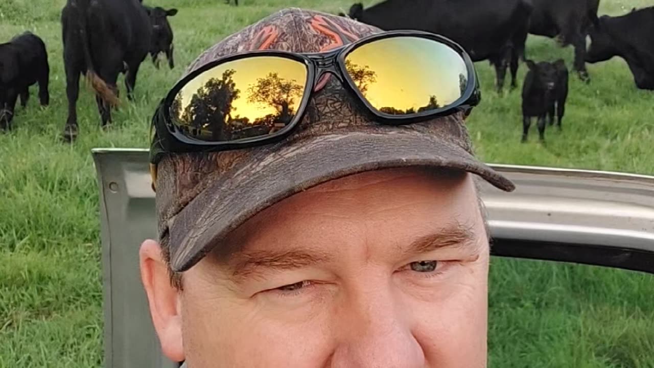 Checking on the cattle.