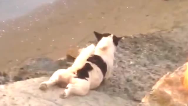 Doggo Scratches Belly Itch at the Beach