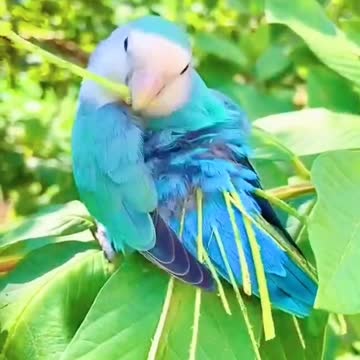 parrot is doing makeup