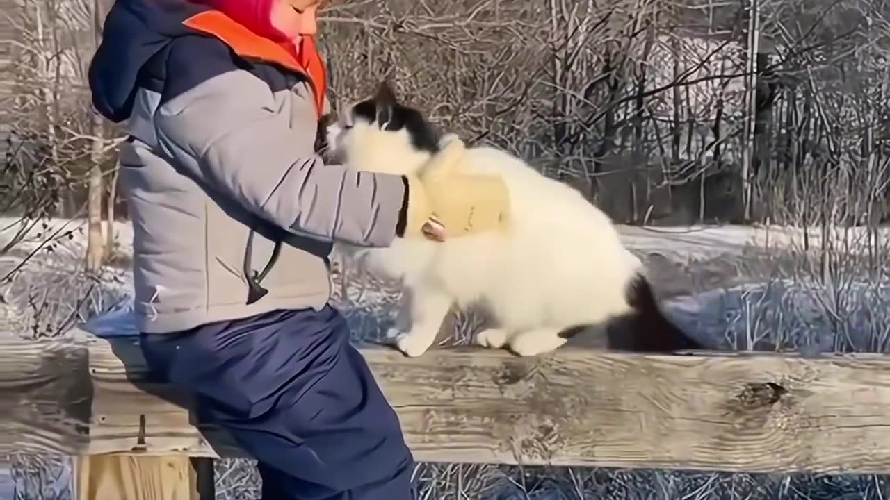 Funny Cats