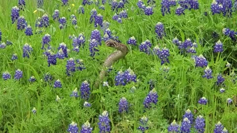 Western Diamondback Rattlesnakes Dance in Flowers