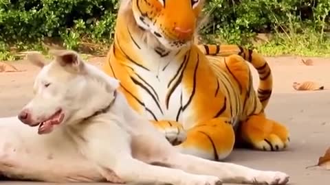 TROLEANDO A PERROS CON TIGRE FAKE