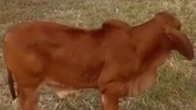Bist video