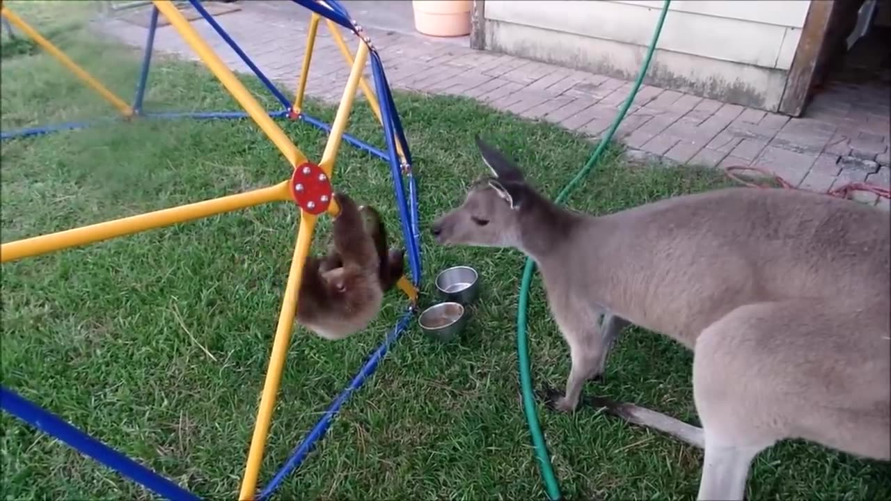 Baby Sloths Being Sloths