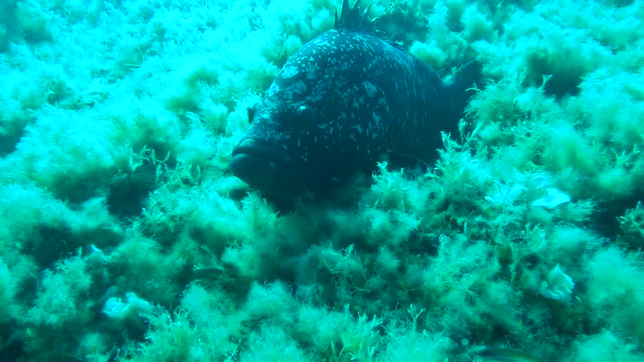 port cros in france merou fish defend their land