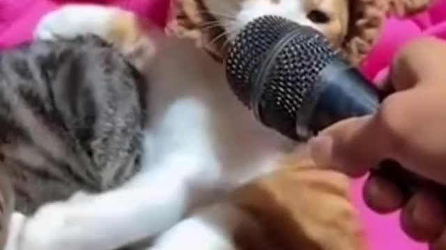 Funny Cats Life
