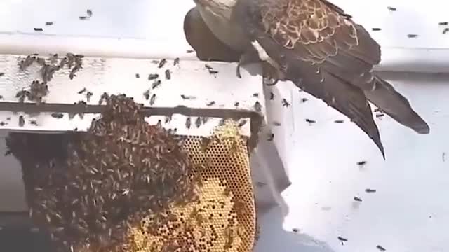 Honey buzzard hunts honey bees nest 😳⁣