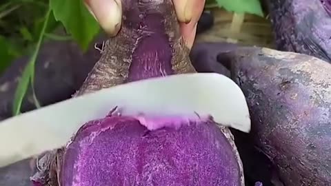 fruits harvesting