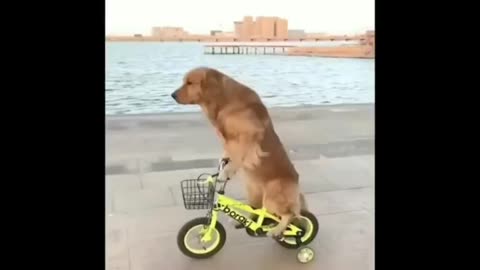 cute dog 🐕 videos