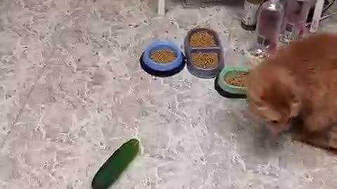 Funniest Cats