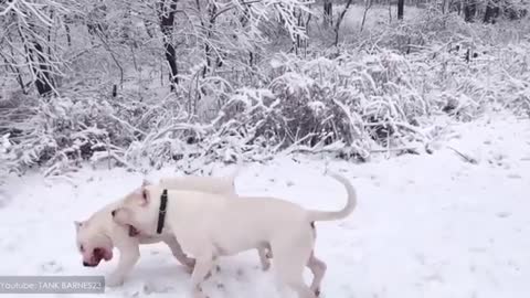 some of the dangerous dog in the world