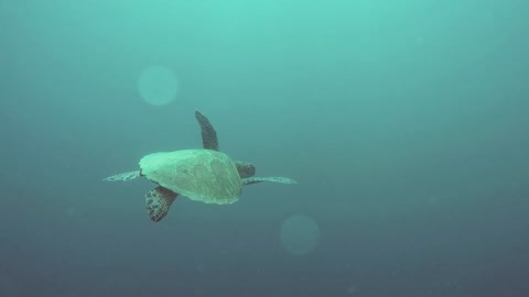 Sea Turtle at the Bottom of the Ocean