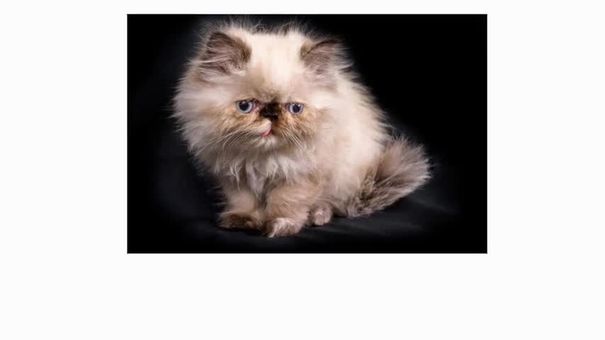 Himalayan Cat 101 : Breed & Personality