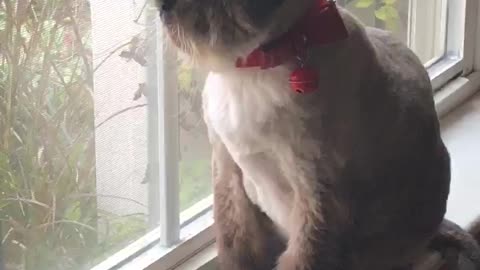 Bella watching for hummingbirds