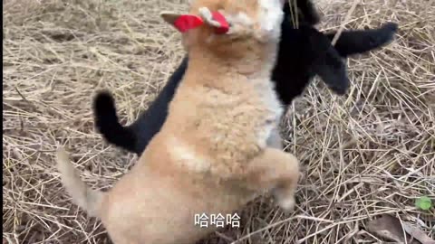 Rural puppies playing and fighting