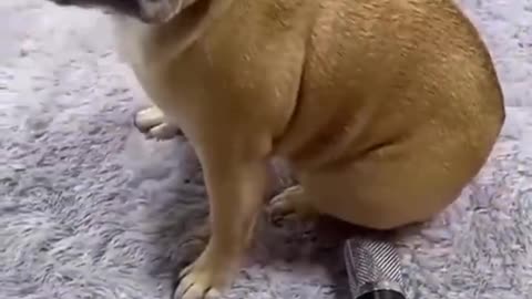 Funny animal videos 2024|| funny dogs|| funny cats