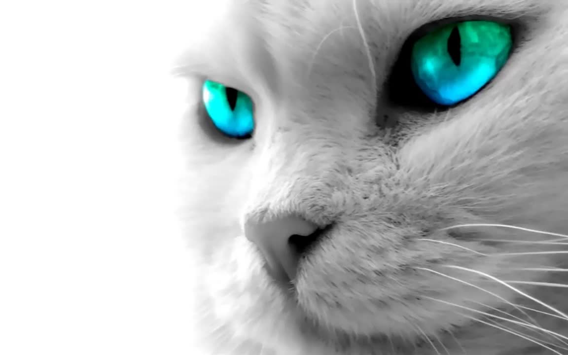 Voices cats fierce high and scary