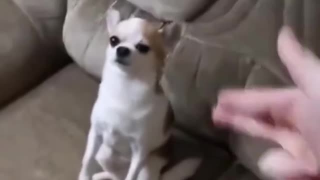 Funny Cute dog finger gun