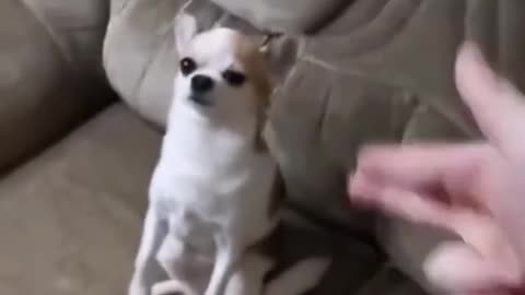 Funny Cute dog finger gun