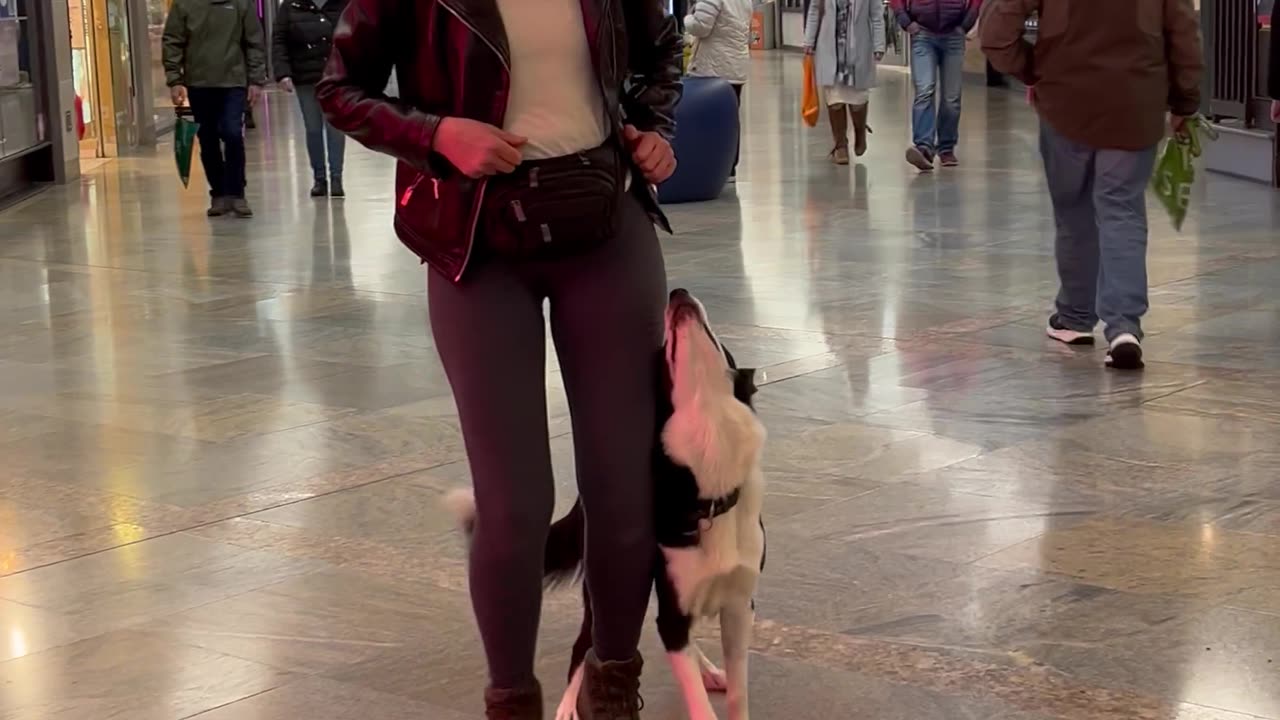 Dog Practices Training at a Busy Shopping Mall