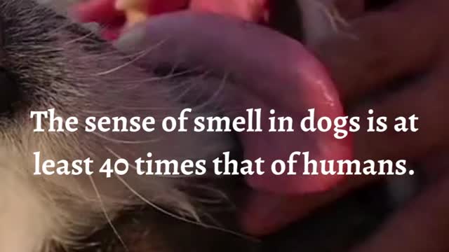 The sense of smell in dogs