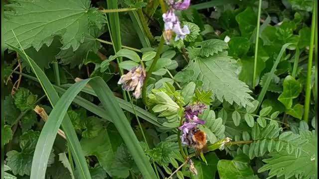 The common carder bee