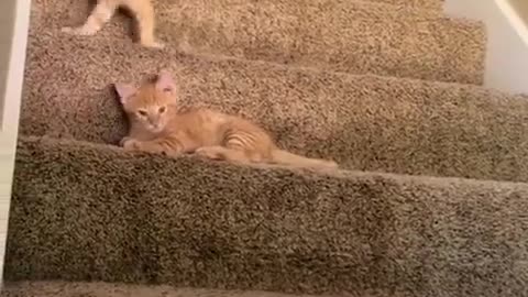 Kitten discovers the concept of karma