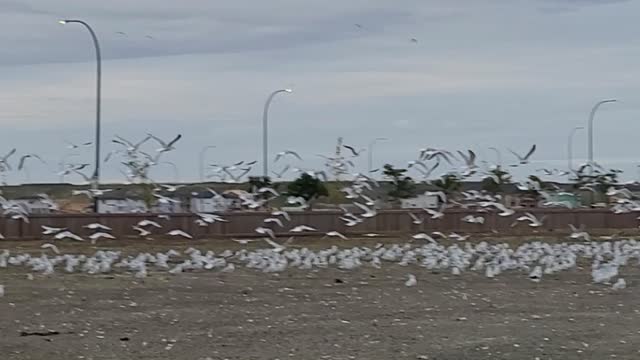 Millions of shearwaters appear in a residental area in Winnipeg